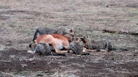 Cheetah mum teaches four cubs how to hunt by bringing down impala