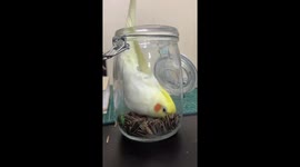 Watch as parrot's comical dive into seed jar ends in humorous rescue operation