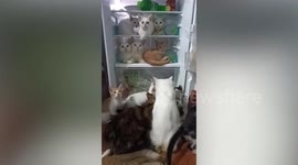 Pet cats crowd inside refrigerator to cool off on hot afternoon