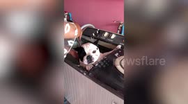 Pet French bulldog takes bath inside washing machine to conserve water