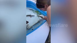 Kind tourist revives baby shark with CPR on a Thai beach