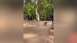 Rampaging macaque terrorises tourists at Cambodian temple
