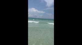 Black Bear Swimming in the Ocean