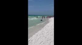 Black Bear emerges from the ocean and runs towards shore