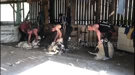 Shearing Sheep Goes Sideways