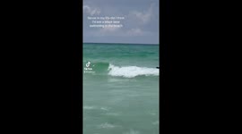 Florida Bear! Bear takes a swim at Floridas white sand beaches.