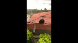 Wall-Hopper Takes The Wall With Him