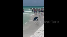 Un-bear-lievable! Florida beachgoers stunned as bear makes surprise entrance