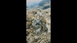 Underwater footage of a hungry frogfish and its fleshy lure in action