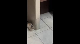 Cat Does her Business In A Stylish Way