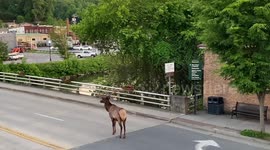 Elk Walking in Downtown Bryson City at Sunset