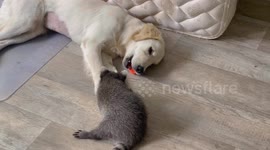 Dog Ava Plays With Raccoons