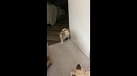 Gizmo Wants To Play With Stuart Little