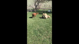 Energetic Golden Retriever Pups Play With Papa