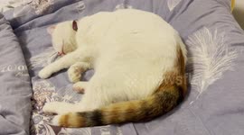 Deeply Dreaming Cat Pounces Awake