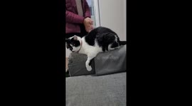 Kitty Loves Booty Pats