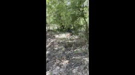 Coatimundi my husband saw while he was out riding his motorcycle.