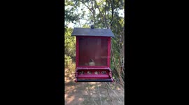 Chickadee Lost In The Sauce