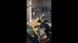 Biker Dog Pulls Up To The Function