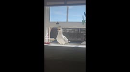 Visiting seagul says it how it is !! Lol