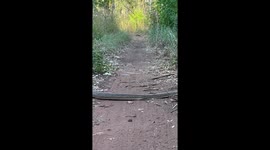 Olive Python Slithers Into Bush