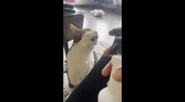 Pudge The Cat Loves Long Squirts From Spray Bottle