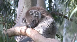 Dozy Koala sleeps for 20 hours a day as it digests tough, low nutrition Eucalyptus leaves.