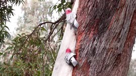 Gorgeous Galahs wipe the tree gum off their beaks and strip the bark from a Jarrah tree.