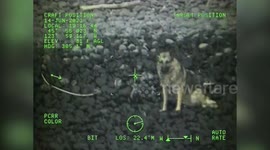 US coast guard rescue German Shepherd that tumbled down 300ft cliff in Oregon