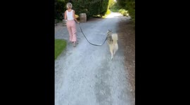 Wild wine mishap: when Wiley the dog chased a bunny at Willows Lodge