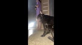 Adorable Mia: the bathroom buddy who loves bath time and hair dryers!