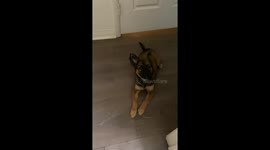 Lola's love for hide and seek: a playful pup's secret hideaway