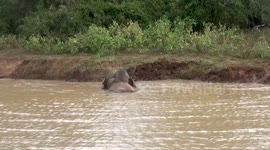 very rare sighting, huge tusker having bath during sexual  period