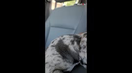 Adorable Girl is delighted to get her own puppy *Wholesome Puppy Surprise*