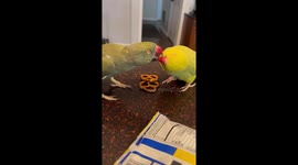 In-love parrots cannot get enough of each other *Parrot Regurgitating*
