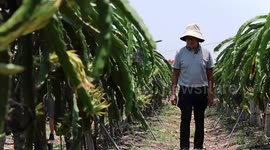 Taiwan orchard owner benefits from opportunities of mainland