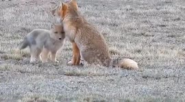 Rare sighting of Tibetan fox teaching cub to hunt