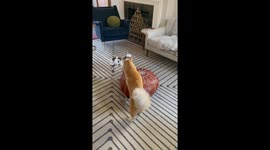 Nigerian Dwarf Goat Kid Jumps Off Pouf