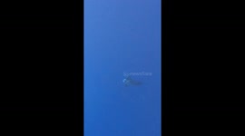 Leatherback Turtle Encounter