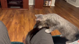 Older Cat Snaps At Playful Kitten