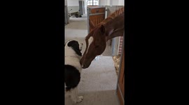 Horse Wants Doggy Kisses