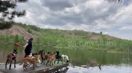 Impressive Training of Dock Diving Dogs