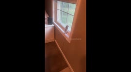 Baby Opossum Climbs Up Window