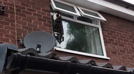 Chubby cat can't quite make jump to get back into house