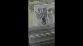 Goofy Husky Licks the Windows