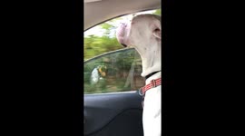 White Boxer's Jowls Flap In Wind