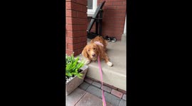 Dog Refuses to Walk Unless Her Ball Come Too