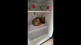 Puppy Wants To Cool Off In The Fridge