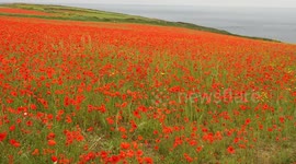 Poppies in infinite number draw natural wonder sightseers globally to West Pentire headland Crantock Cornwall UK