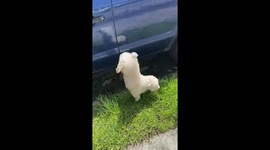 Pup Has A Silly Way Of Peeing